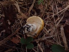 Russula lutea