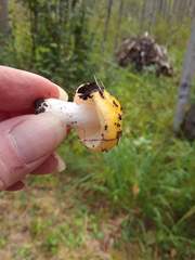 Russula lutea