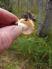 Russula lutea