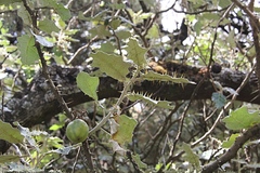 Solanum incanum