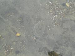 Dolabrifera nicaraguana