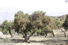 Erica arborea