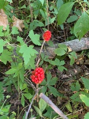 Arisaema dracontium