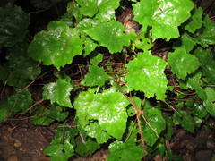 Tiarella stolonifera