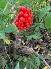 Arisaema dracontium