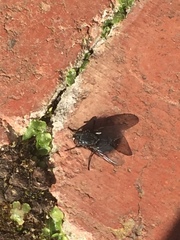 Calliphora vicina
