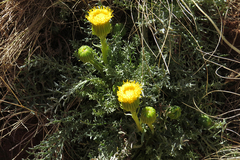 Senecio jarae