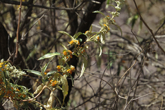 Buddleja tucumanensis