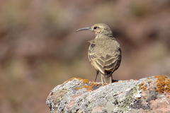 Geositta tenuirostris