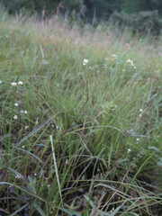 Persicaria hastatosagittata
