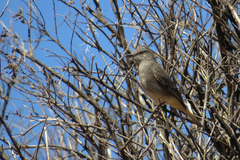 Cnemarchus rufipennis