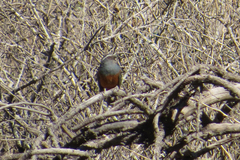 Pseudosaltator rufiventris