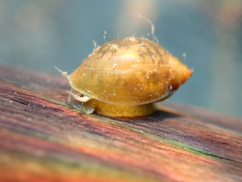 Acute Bladder Snail