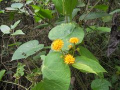 Tilesia baccata