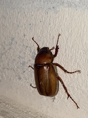 Phyllophaga plaei