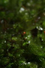 Fissidens oblongifolius