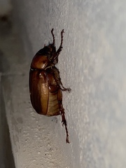 Phyllophaga plaei