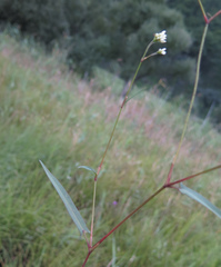 Persicaria hastatosagittata