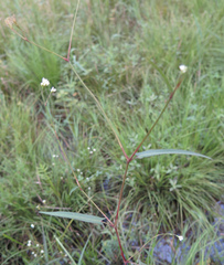 Persicaria hastatosagittata
