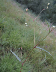 Persicaria hastatosagittata