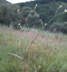 Persicaria hastatosagittata
