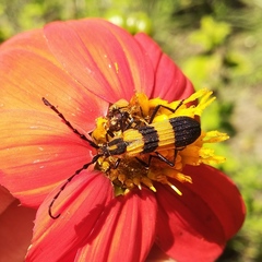 Parevander xanthomelas