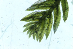 Fissidens oblongifolius