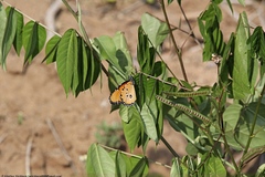 Danaus chrysippus dorippus