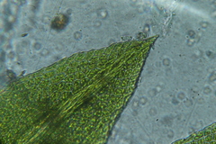 Fissidens oblongifolius