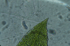 Fissidens oblongifolius