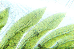 Fissidens oblongifolius