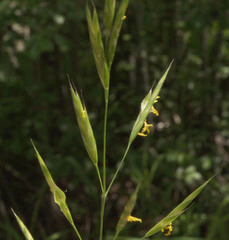 Bromus sitchensis