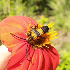 Parevander xanthomelas