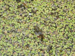 Epipedobates machalilla