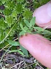 Hypericum mutilum mutilum