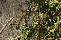 Buddleja tucumanensis