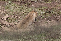 Tachyoryctes macrocephalus