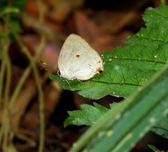 Nicolaea castinotus