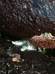 Evasterias troschelii