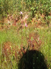 Calopogon tuberosus tuberosus