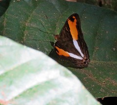 Adelpha cocala