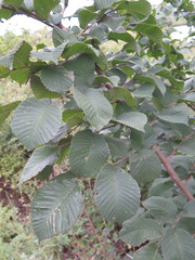 Ulmus macrocarpa
