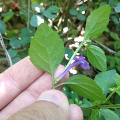 Scutellaria dumetorum