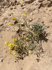 Psilostrophe cooperi