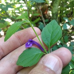 Scutellaria dumetorum
