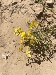 Psilostrophe cooperi