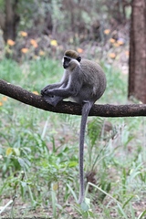 Chlorocebus aethiops