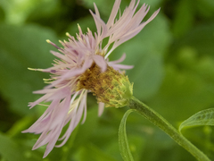 Centaurea × moncktonii