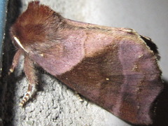 Gonoclostera timoniorum