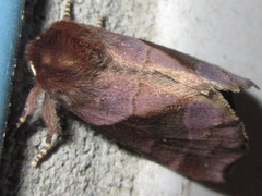 Gonoclostera timoniorum